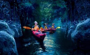 Glowworms,Mount Maunganui,Bay of Plenty,Things to do in Tauranga