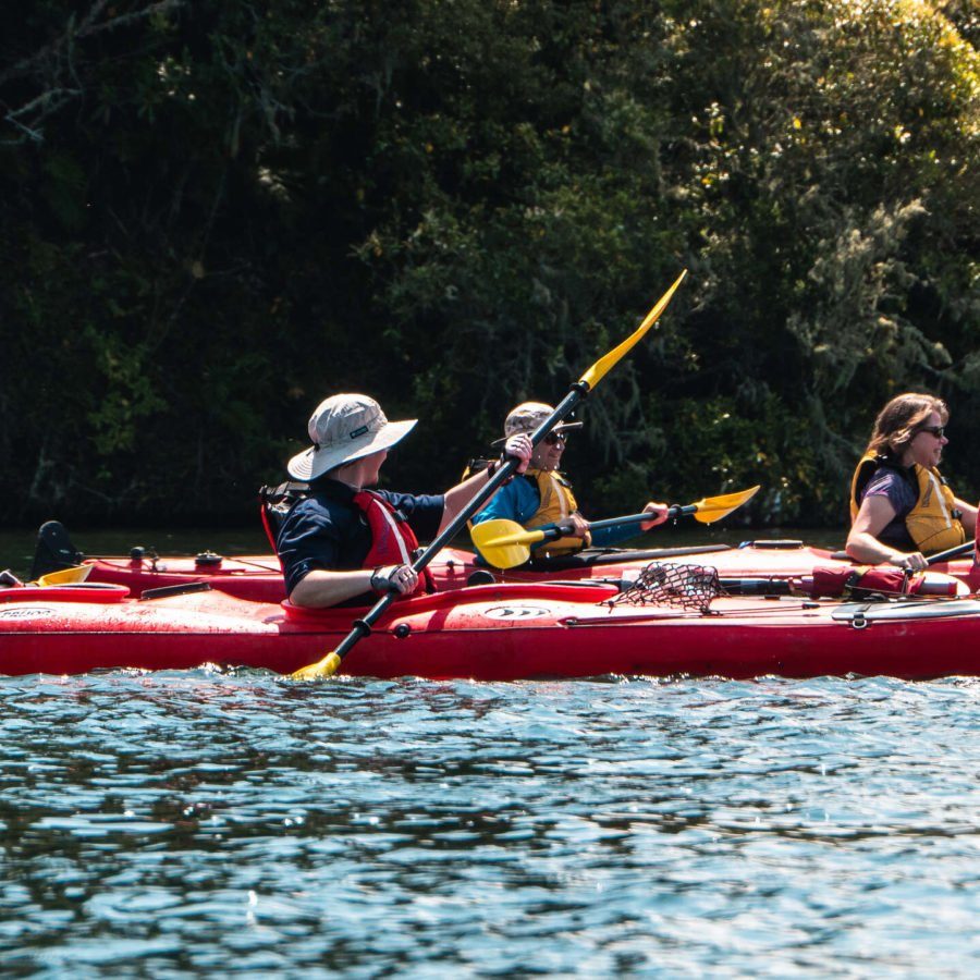 Wairoa River Tour | Waimarino Kayak Tours Wairoa River Tour | Waimarino Kayak Tours